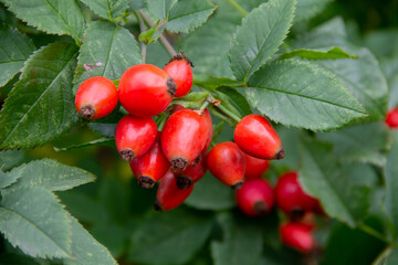 red berries of the wild rose plant close up