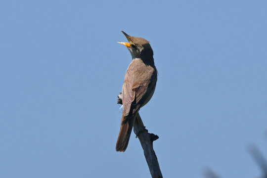 Eastern olivaceous warbler / Blasssp&ouml;tter (Iduna pallida) 