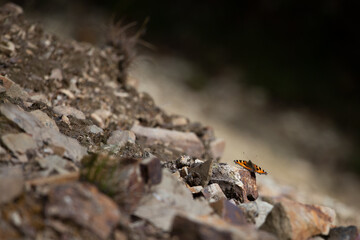 Admiral (Vanessa atalanta) auf Schiefersteinen, Weinberge