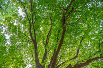 green forest in the morning