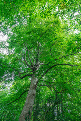 green forest in the morning