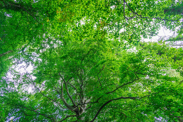 green leaves in sunlight