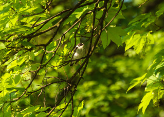  ptaki, muchołówka białoszyja