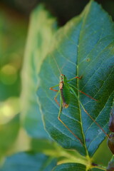 Grashüpfer auf einem Rosenblatt