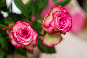 Pink and white blooming roses gifrt with love