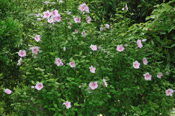 夏の花