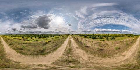 full seamless spherical hdri panorama 360 degrees angle view on plantation of young conifers in...