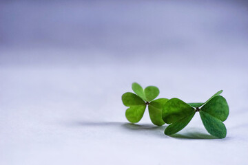 Pair of shamrocks on simple white and blue background. Template for design. Empty space for text.
