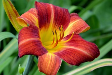  Red with yellow daylily in the garden close-up