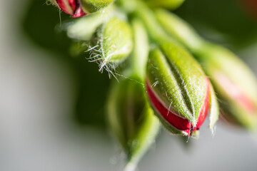 Obraz premium blossom close-up