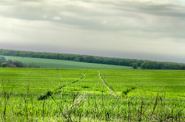 Fototapeta na wymiar Green Grass Field Landscape with fantastic clouds in the background