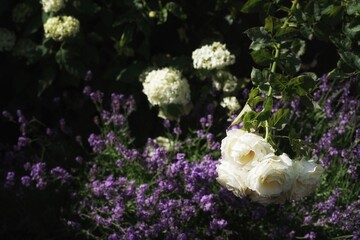 Obraz na płótnie Canvas July garden, mature rose flowers hanging over lavender