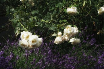 July garden, mature rose flowers hanging over lavender