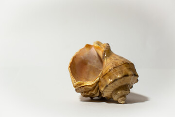 empty beige seashell on white background
