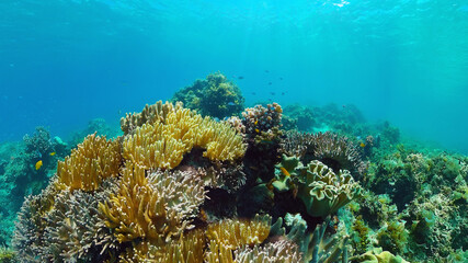 Fototapeta na wymiar Tropical coral reef and fishes underwater. Hard and soft corals. Underwater video. Panglao, Bohol, Philippines.