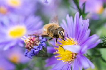 The face of eristalis arvorum.