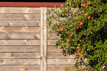 Fototapeta na wymiar Apple tree in the garden on a wooden background.