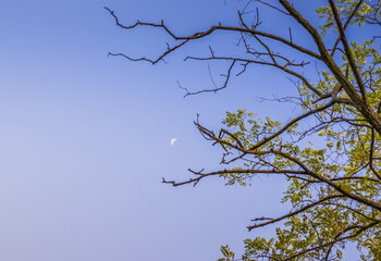 Beautiful white moon during the daytime. Moon in the daytime on a clear blue sky, surrounded surrounded by branches and green leafs.