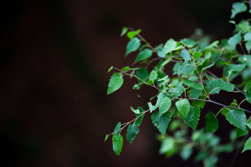 Kleine Birke vor dunklem Hintergrund, Eifel