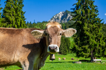 Kuh - Allgäu - Berge - Braunvieh - Alpen