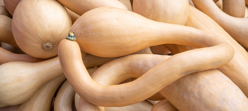 Autumn vegetables food thanksgiving background banner - Top view lots of colorful white fresh Trombolino d'Albinga /  
Tromboncino (Zucchina trombetta)pumpkin squash ( cucurbita ) edible pumpkins