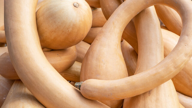 Autumn vegetables food thanksgiving background banner - Top view lots of colorful white fresh Trombolino d'Albinga /  
Tromboncino (Zucchina trombetta)pumpkin squash ( cucurbita ) edible pumpkins
