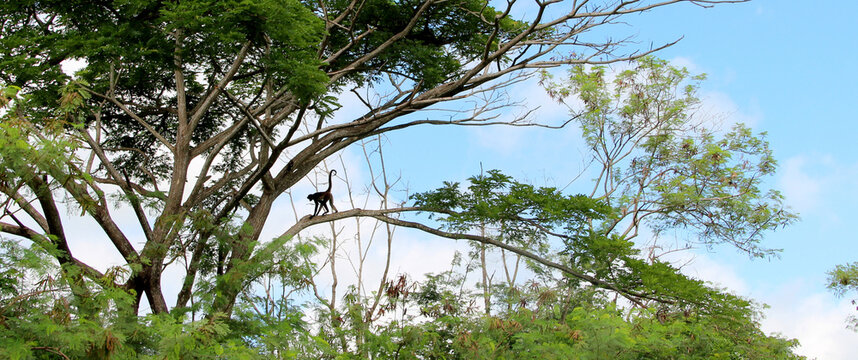 Monkey walking on a branch
