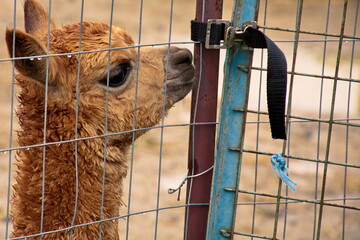 Close up on an alpaca in its fuzzy glory.