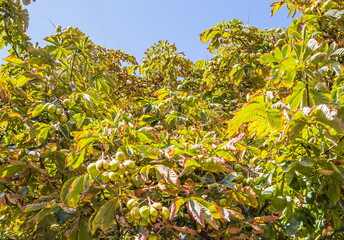 Fototapeta na wymiar Opened and closed horse chestnuts hanging from tree branch.Horse chestnut leaves begin to dry and curl at edges in early autumn. The color of leaf changes smoothly from green to yellow.