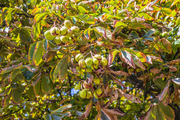 Opened and closed horse chestnuts hanging from tree branch.Horse chestnut leaves begin to dry and curl at edges in early autumn. The color of leaf changes smoothly from green to yellow.