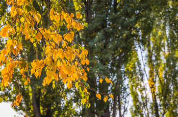 Autumn in the park: golden birch tree leaves in the sunlight