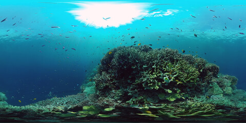 Tropical fishes and coral reef at diving. Beautiful underwater world with corals and fish. Panglao, Philippines. 360VR.