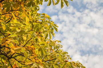 Horse chestnut leaves begin to dry and curl at edges due to heat and drought. The color of leaf changes smoothly from green to yellow and then to brown. Early autumn. Blue sky on the background. 