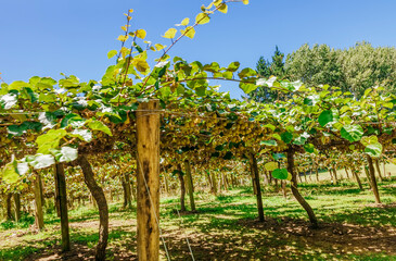 Kiwifruit farm