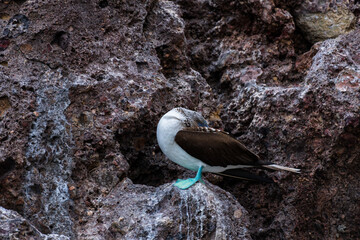 Blue-footed booby hiding perched on rocks in the Galapagos National Park