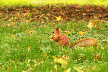 The squirrel sits in the autumn park and eats. Sciurus. Rodent. Beautiful red squirrel in the park