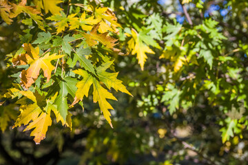 Bright green leaves on twigs with some autumn leaves already turning yellow (as the early autumn concept), selective focus them
