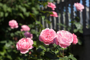 Delicate pink roses bloom on the bush against the background of the fence. Growing plants and flowers at home