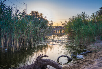 Garbage on the river. Plastic bottle thrown into a river or lake on the shore in the reeds at...