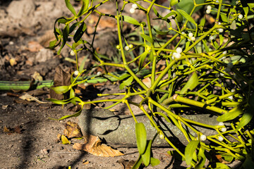 Viscum on a tree,apple tree fell ill with the parasite Viscum album