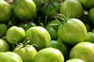 The harvest of tomatoes. High quality photo. Green tomato