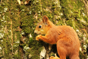 A squirrel sits in an autumn park and eats a nut. Sciurus. Rodent. Beautiful red squirrel on a tree