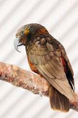 Kaka perching on tree