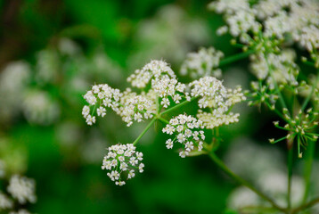 シラネセンキュウ