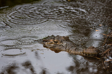 Crocodile head popping out of water. Dangerous wild reptile with strongest jaw in the world. Headshot of an alligator.