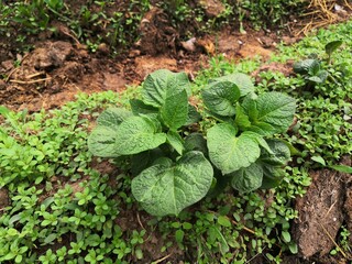 Potatoes