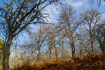 Fototapeta premium La Granja Palace, Segovia, Spain