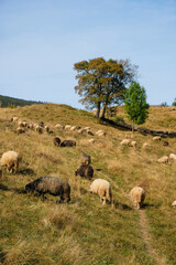 Naklejka na ściany i meble White and black sheep graze in the Carpathian mountains. Montane meadow (polonyna) Bilyn in the Carpathian, Ukraine. Vertical image.