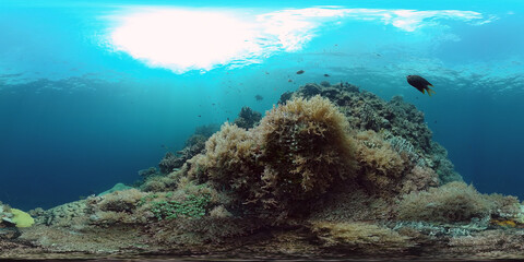 Underwater fish reef marine 360VR. Tropical colorful underwater seascape with coral reef. Panglao, Philippines.