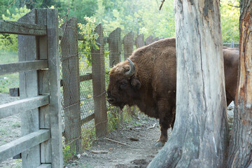 European bison - Bison bonasus in the Moldavian reserve. © Mountains Hunter